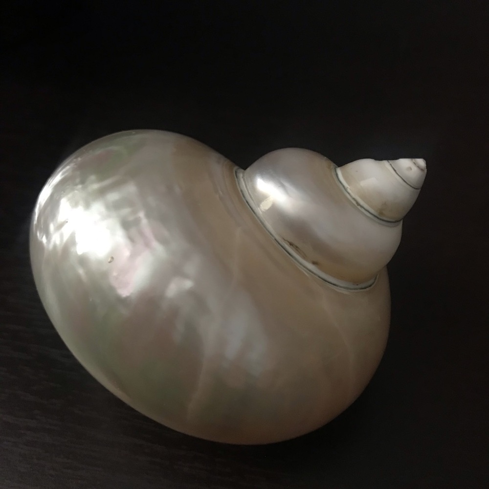 Jade Turbo Seashell - Picture 4 of 10